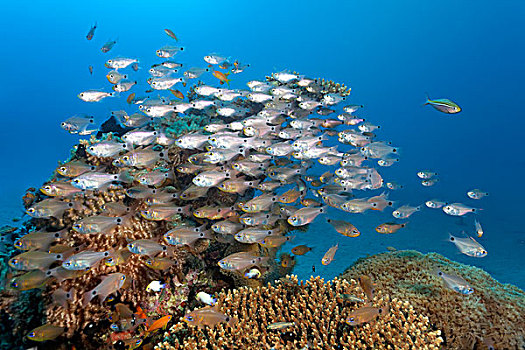 鱼群,上方,珊瑚礁,红海,埃及,非洲