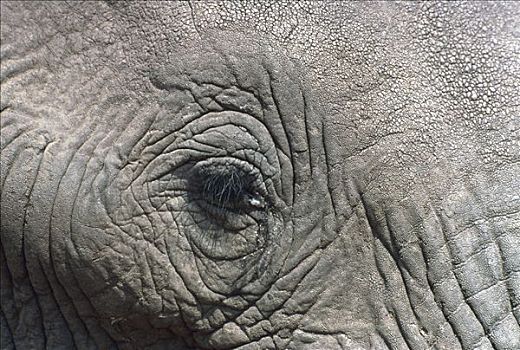 非洲象,博茨瓦纳