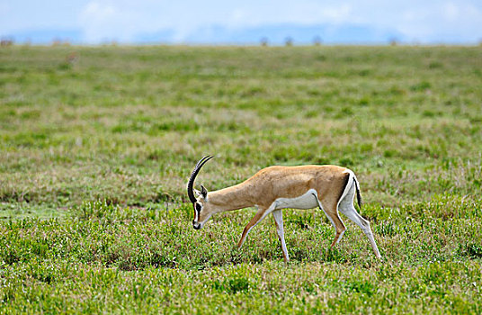 坦桑尼亚,塞伦盖蒂国家公园,瞪羚