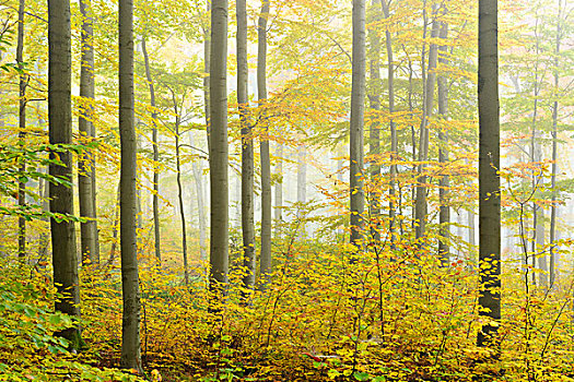 秋天,山毛榉,树林,早晨,雾,靠近,萨克森安哈尔特,德国