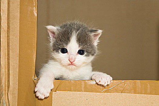 小猫,看,室外,盒子