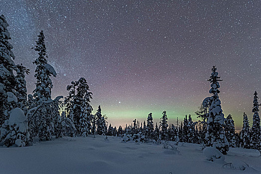 星空,银河,北极光,上方,积雪,树,国家公园,拉普兰,芬兰,欧洲