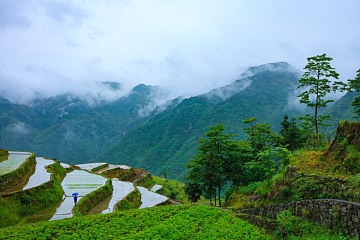 梯田,田园,田野,春色,雾,春雨,绿色