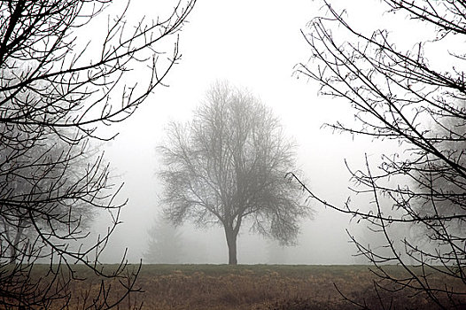 冬天,树,雾,框架,空,枝条