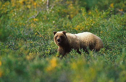 棕熊,德纳里峰国家公园,室内,阿拉斯加,夏天