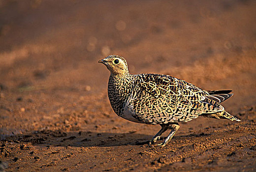 肯尼亚,萨布鲁国家公园,雌性,沙子,松鸡