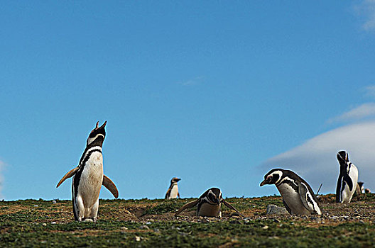 企鹅,小蓝企鹅,岛屿,竞技场,智利