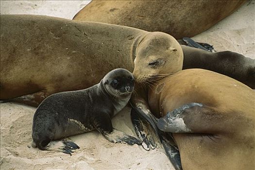 加州海狮,母兽,诞生,幼仔,峡岛国家公园,加利福尼亚