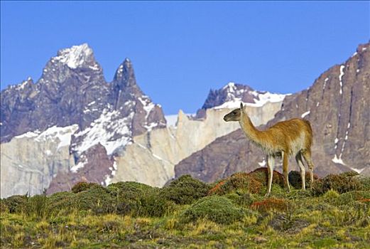 原驼,女性,顶峰,背景,托雷德裴恩国家公园,智利