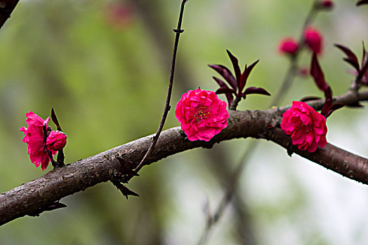 桃花,桃花盛开