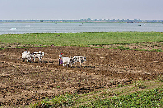 男人,耕作,牛,湖,阿马拉布拉,曼德勒,区域,缅甸