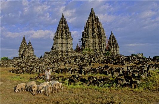 印度尼西亚,爪哇,牧羊人,绵羊,靠近,印度教,庙宇