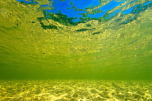 水下视角,河,州立公园,巴西
