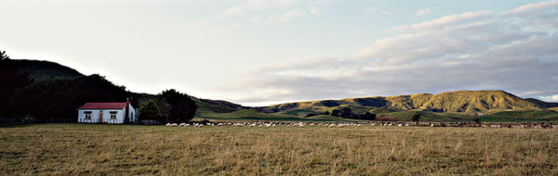 农舍,土地,新西兰