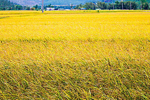 南方秋天渐渐成熟的水稻