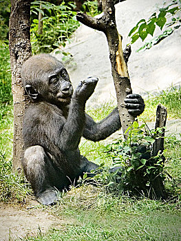 年轻,大猩猩,坐,树枝,凝视,指甲,右边,手,拿着,枝条,左边