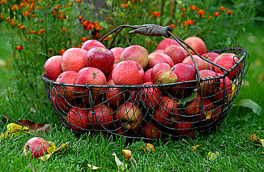 篮子,红苹果,秋叶