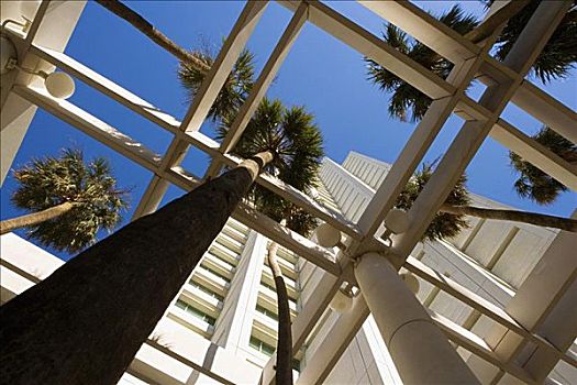仰视,棕榈树,正面,建筑,迈阿密,佛罗里达,美国