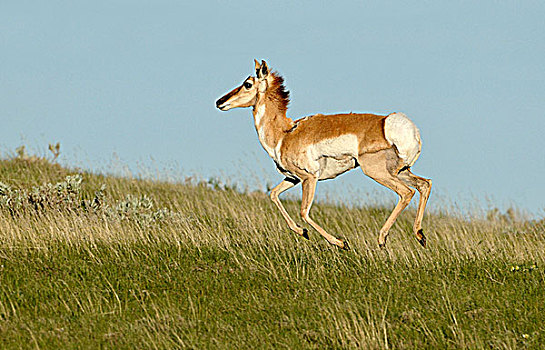 叉角羚,北美叉角羚,艾伯塔省,加拿大