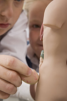两个男孩,检查,解剖模型