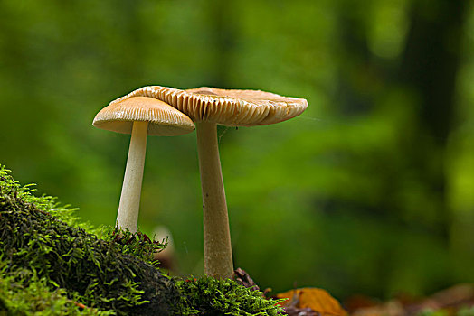 伞形毒菌,蘑菇,灯塔,木头,山