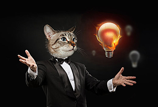 商务,男人,猫,头部,看,燃烧,灯泡,概念
