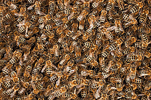 蜜蜂,意大利蜂,群,蜂窝状,德国