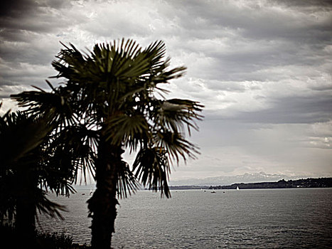 棕榈树,康士坦茨湖