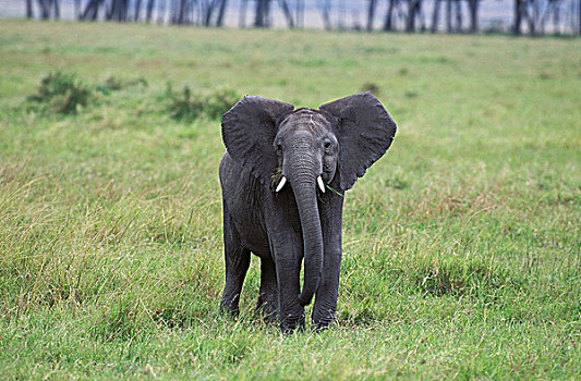 非洲象,幼兽,肯尼亚