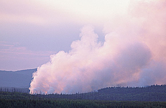 森林火灾,燃烧,区域,北方,不列颠哥伦比亚省,加拿大