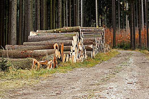 堆,木头,靠近,林道