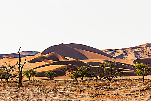 沙丘,索苏维来地区,纳米比亚,荒芜,局部,国家公园,非洲