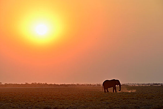 大象,非洲象,日落,埃托沙国家公园,纳米比亚,非洲