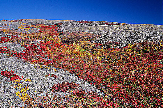 秋色,理查森山脉,戴珀斯特公路,育空地区,加拿大