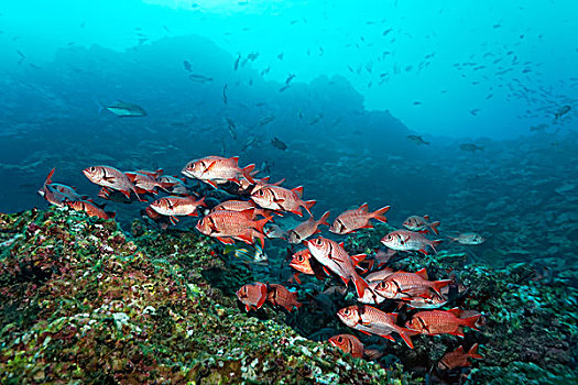 鱼群,鳂,高处,珊瑚礁,岛屿,哥斯达黎加,北美