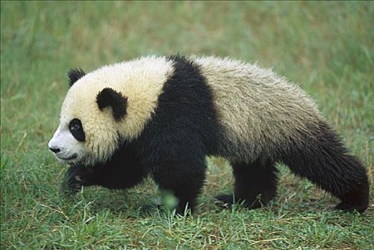 大熊猫,幼兽,走,草地,成都,熊猫,饲养,研究中心,四川,中国
