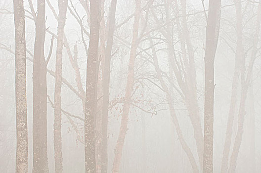 加拿大,安大略省,树,雾,靠近,苏必利尔湖,画廊