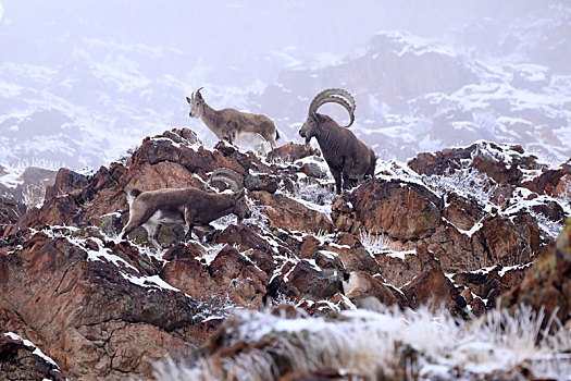 新疆温泉,北山羊在雪中觅食
