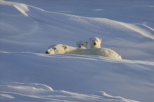 北极熊,母亲,两个,星期,老,幼兽,加拿大