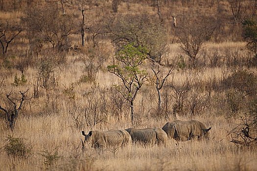 三个,白色,白犀牛,大草原,禁猎区,南非