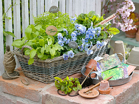 药草,篮子,食用花卉,春天