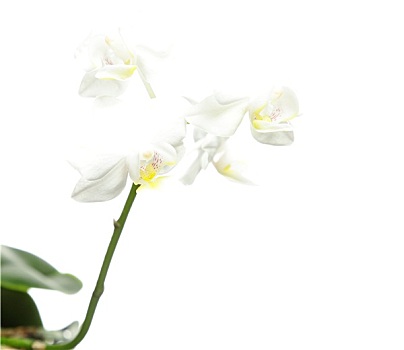 白色,兰花,白色背景