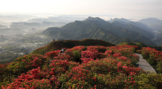 高山杜鹃