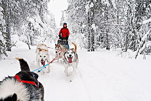 西伯利亚,爱斯基摩犬,拉拽,雪撬,女人