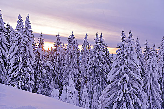 自然,冬季风景,树,初雪