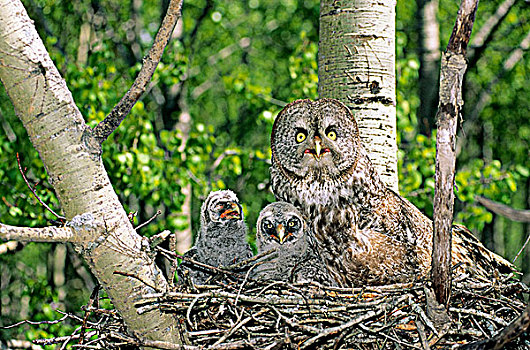 成年,女性,乌林鸮,两个,幼禽,老鹰,鸟窝,北方,艾伯塔省,加拿大