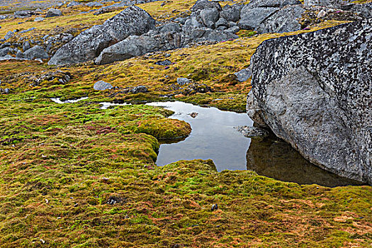 挪威,斯瓦尔巴特群岛,斯匹次卑尔根岛,苔藓,石头,河流