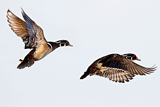 林鸭,林鸳鸯,两个男人,飞行,湿地,伊利诺斯,美国