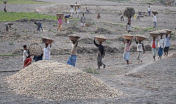 收获,土豆,达卡,孟加拉,2008年