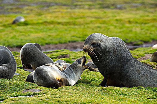 南乔治亚,南极软毛海豹,毛海狮,两个,幼小,排列